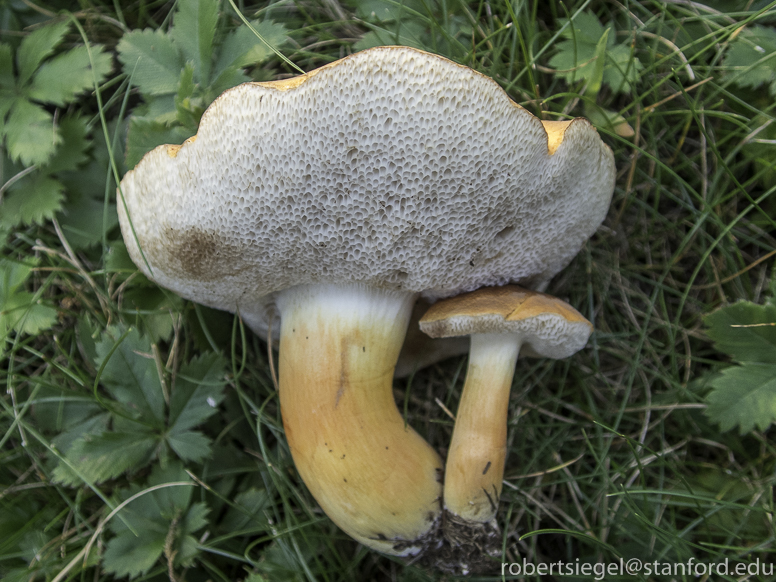 bolete